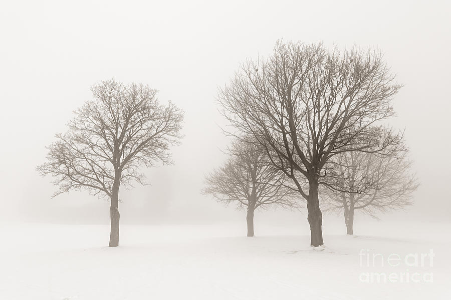 1-winter-trees-in-fog-elena-elisseeva.jpg