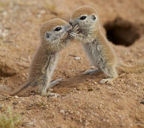 cute-kissing-animals-squirrels.jpg