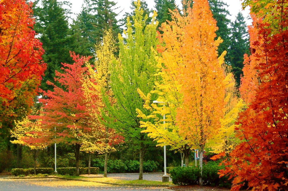 fall-trees1.jpg