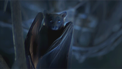 b409d80f241114103186cc31938ce197.gif