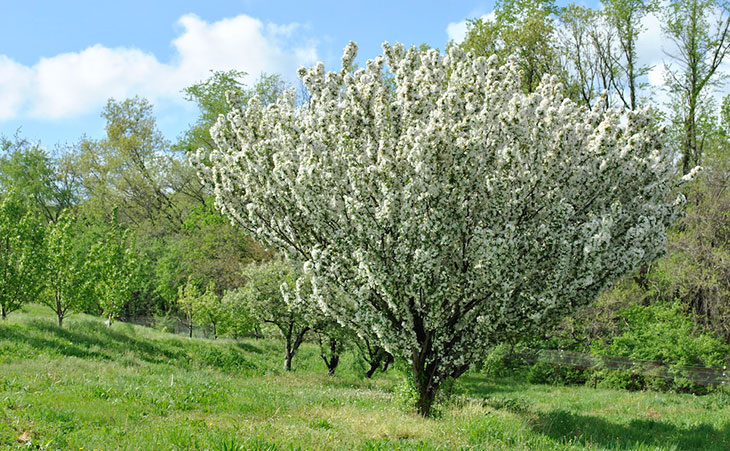 Blooming-Apple-Tree_LG.jpg