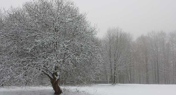 winter-tree-care-tips.jpg