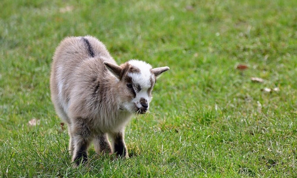 healthyhappynews.com