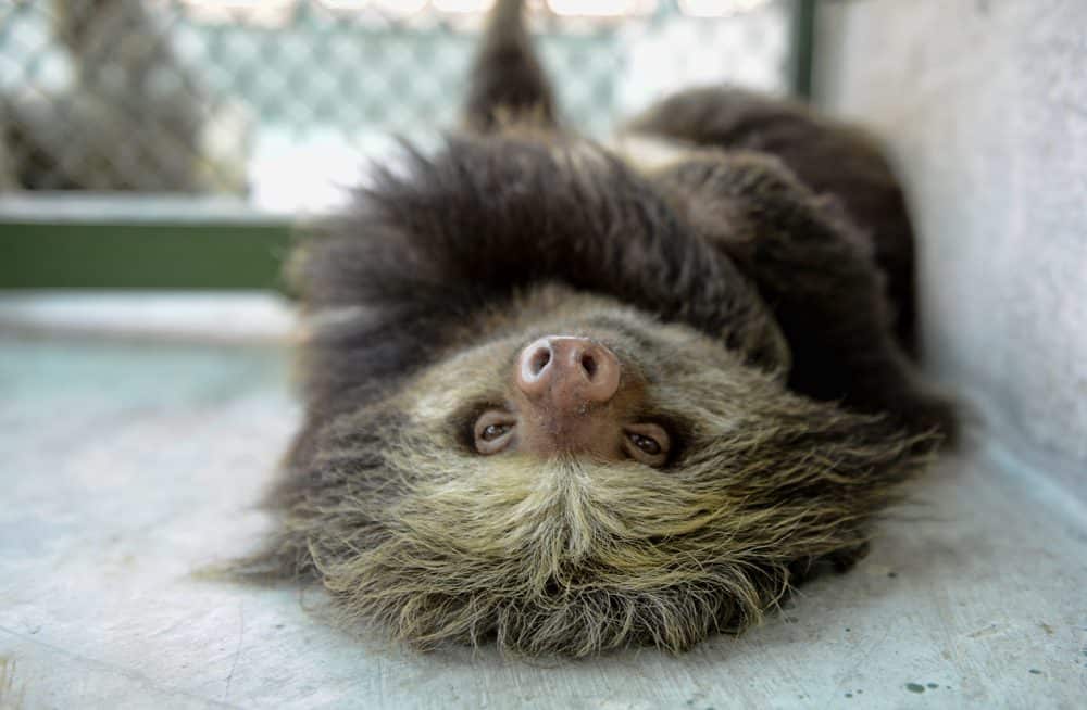 slothupsidedown-1000x654.jpg