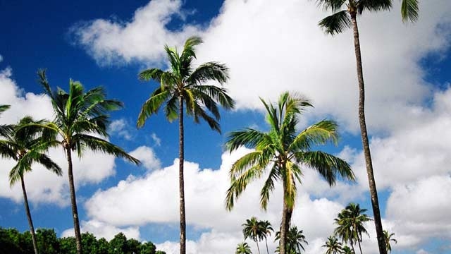 414962-wiki-coconut-trees.jpg