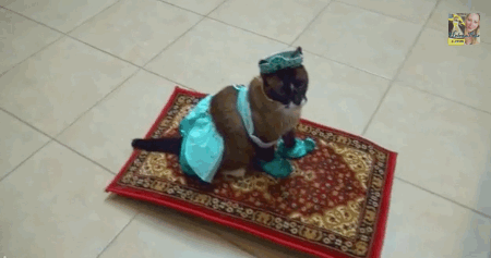 funny-cat-gif-6-2.gif