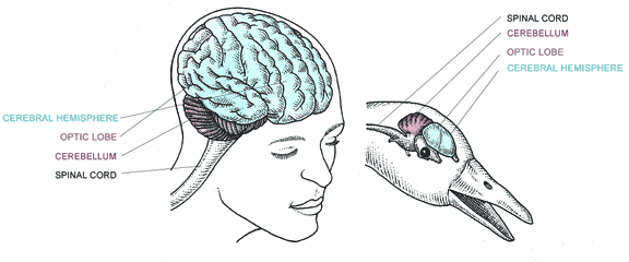 Human-Brain-vs-Bird-Brain.gif