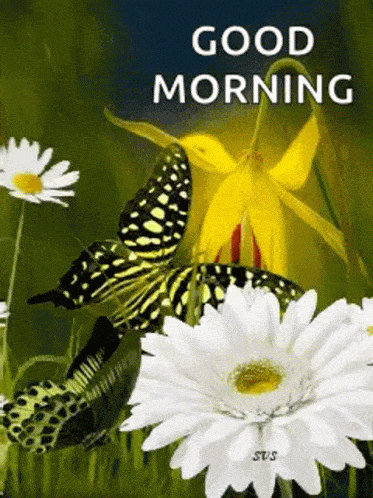 good-morning-gif-17.gif