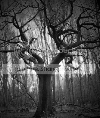 800615-5-haunted-tree-1.jpg