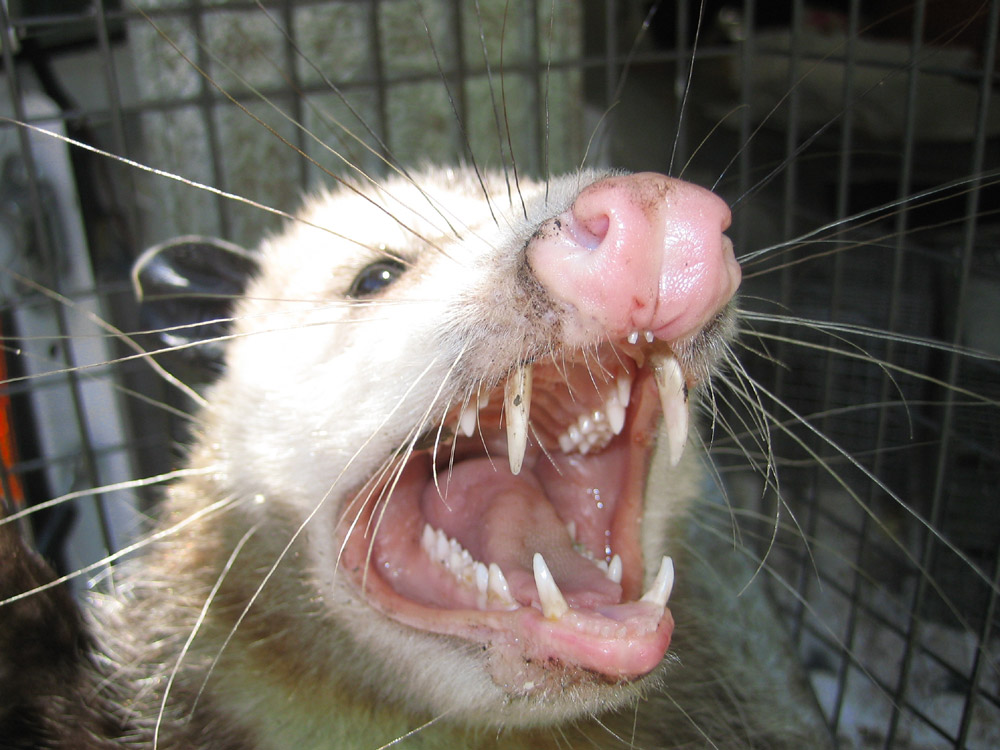 opossum021.jpg