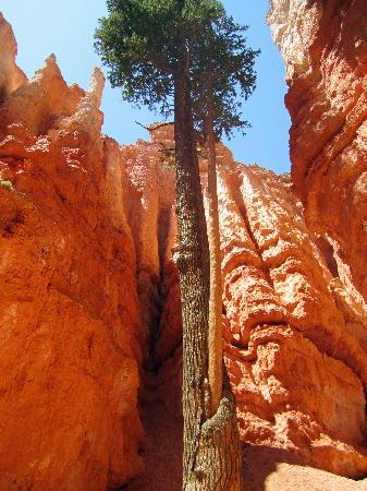 cool-tree-enveloping.jpg