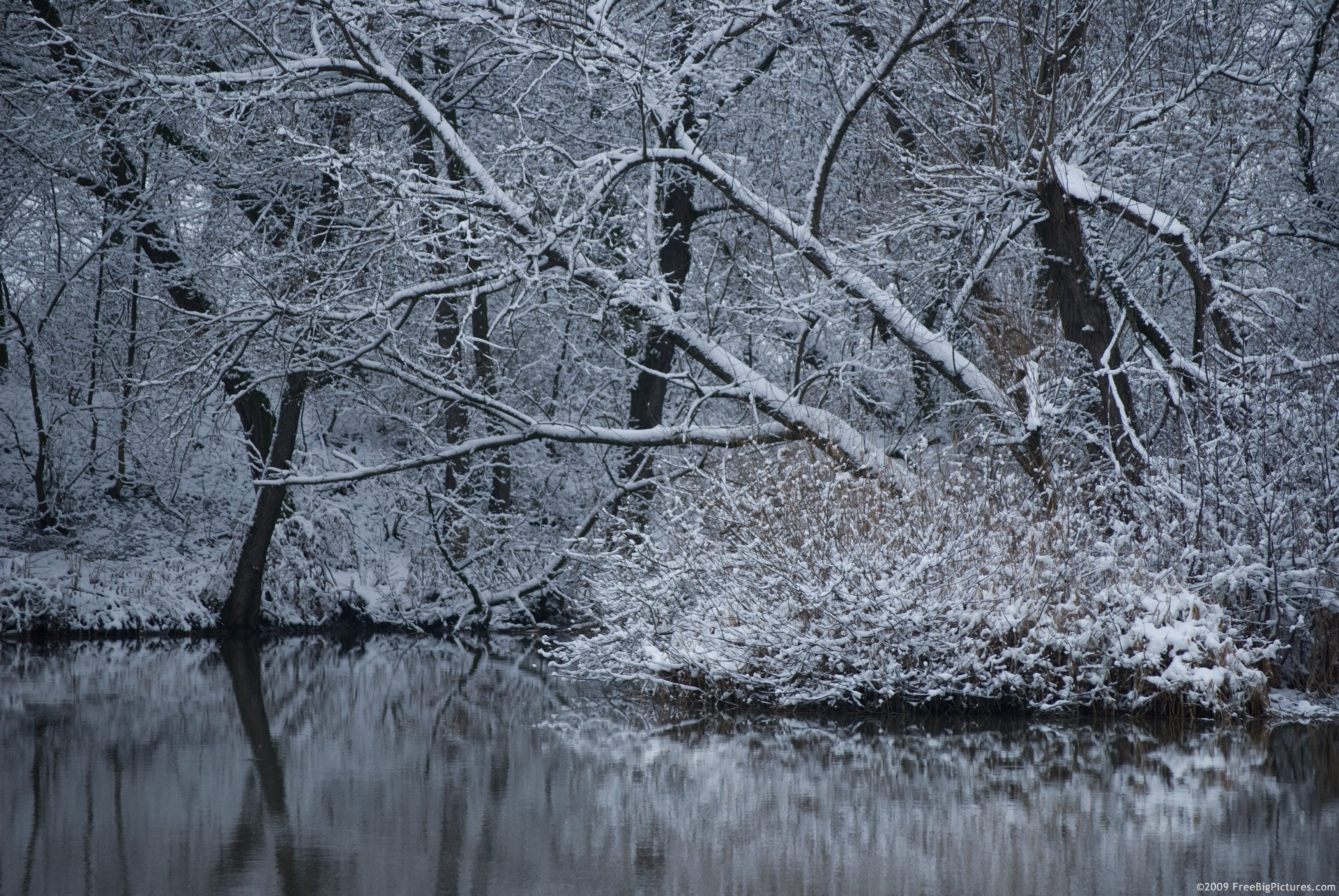 winter-trees.jpg