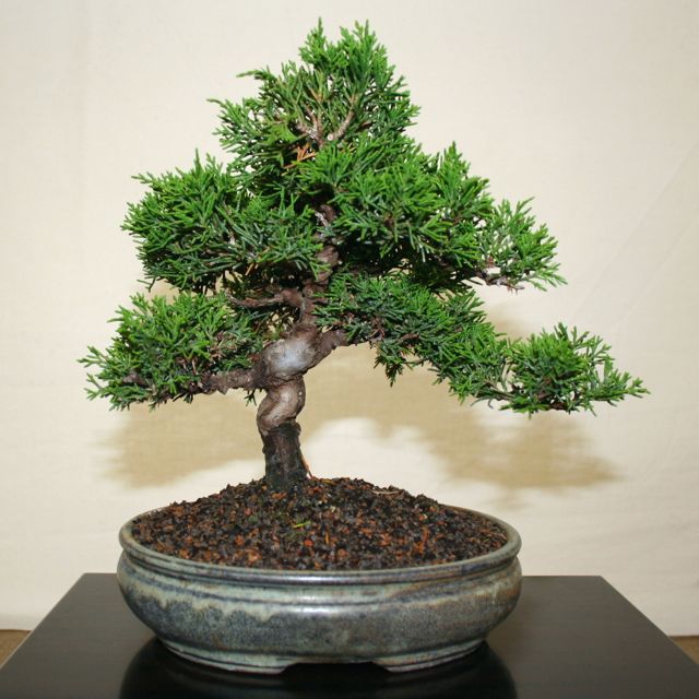 Japanese-Garden-Juniper-Bonsai.jpg