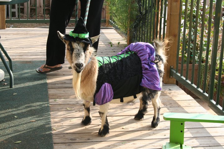 halloween-goat.jpg