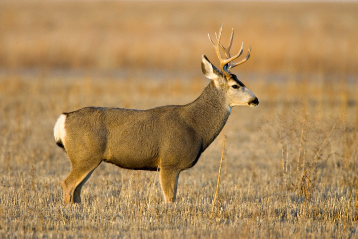 Mule-Deer-0016.jpg