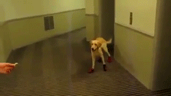 dogshoes.gif