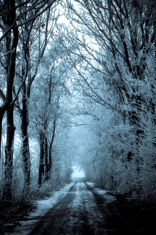 43633-Dark-Snowy-Trees.jpg