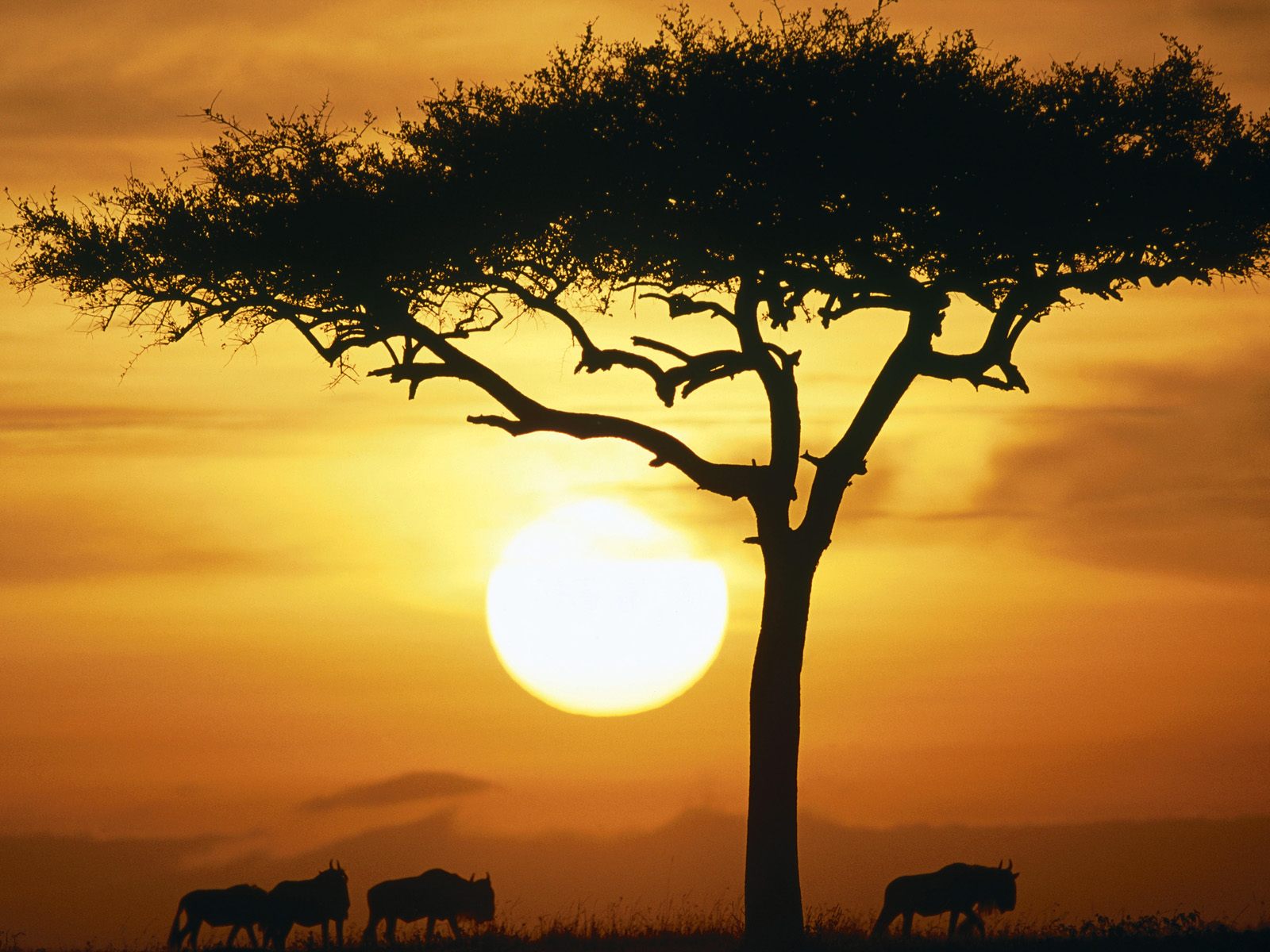 Wildebeests_at_Sunrise_Masai_Mara_Kenya.jpg