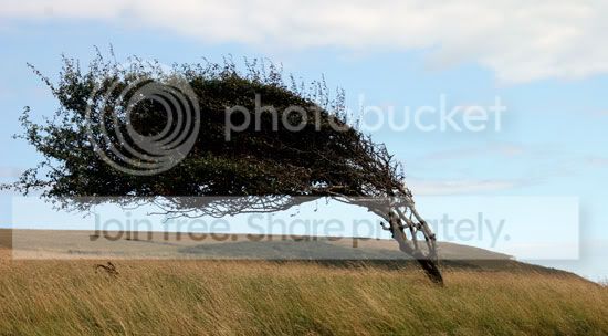 WindyTree.jpg