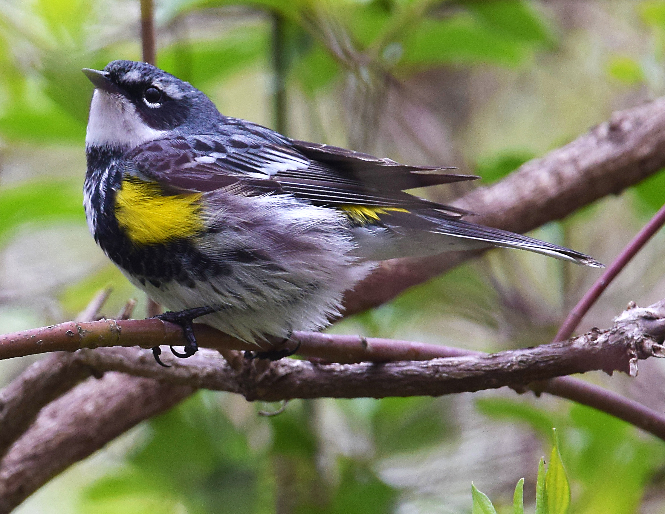 Yellow-rumped_Warbler_edit.jpg