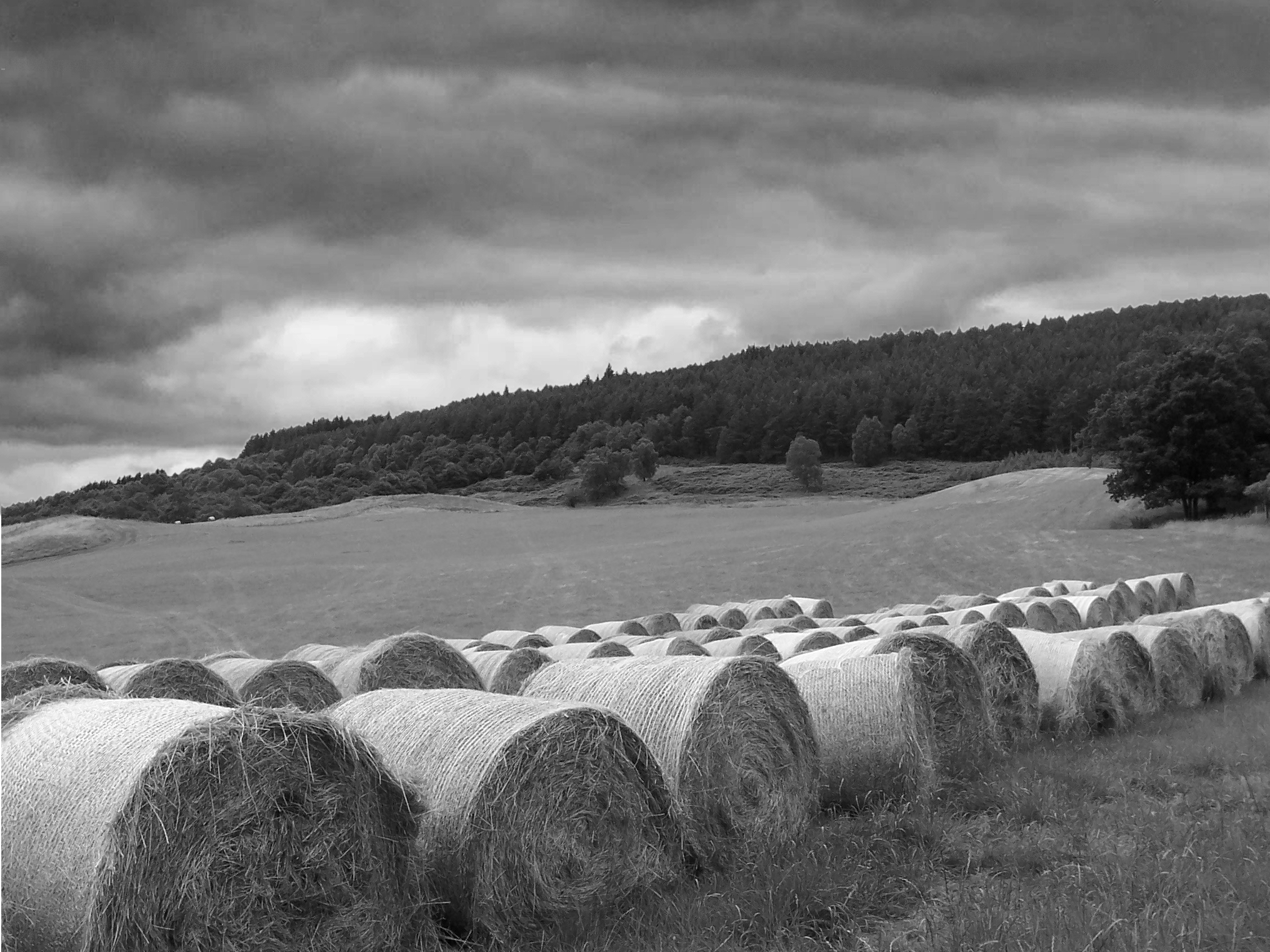 moody_field_black_and_white.jpg