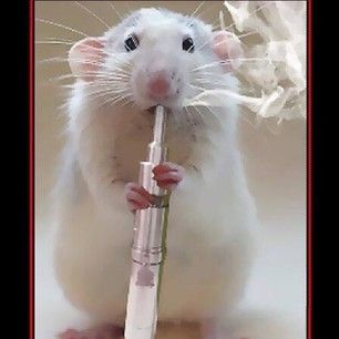 4bcc37ccb1c53b97beb5e5e1f2dbda42--rats-vape-shop.jpg
