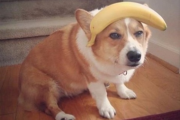 corgban.jpg
