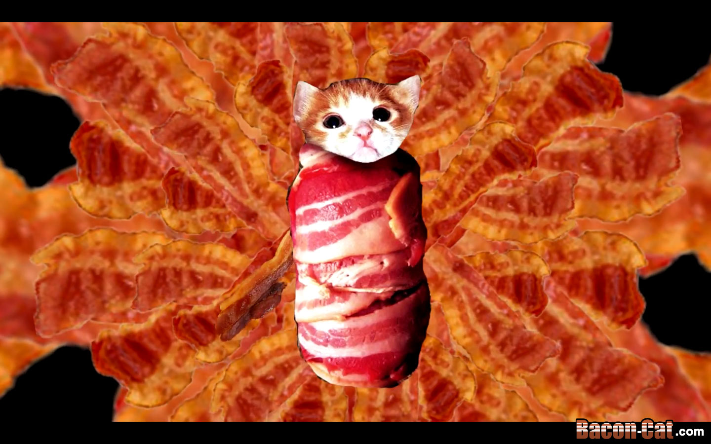 bacon-kitty.jpg