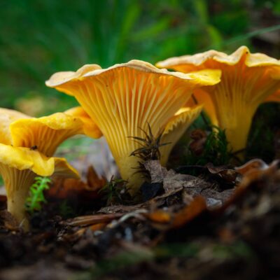 Where Do Chanterelles Grow: Foraging for Chanterelle Mushrooms