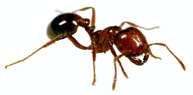 fire-ants.jpg