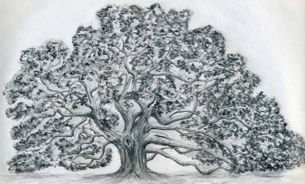 how-to-draw-an-oak-tree15.jpg