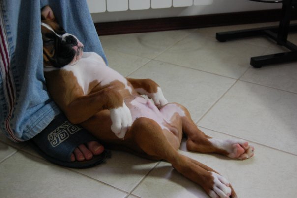 boxer-puppy-sleep.jpg