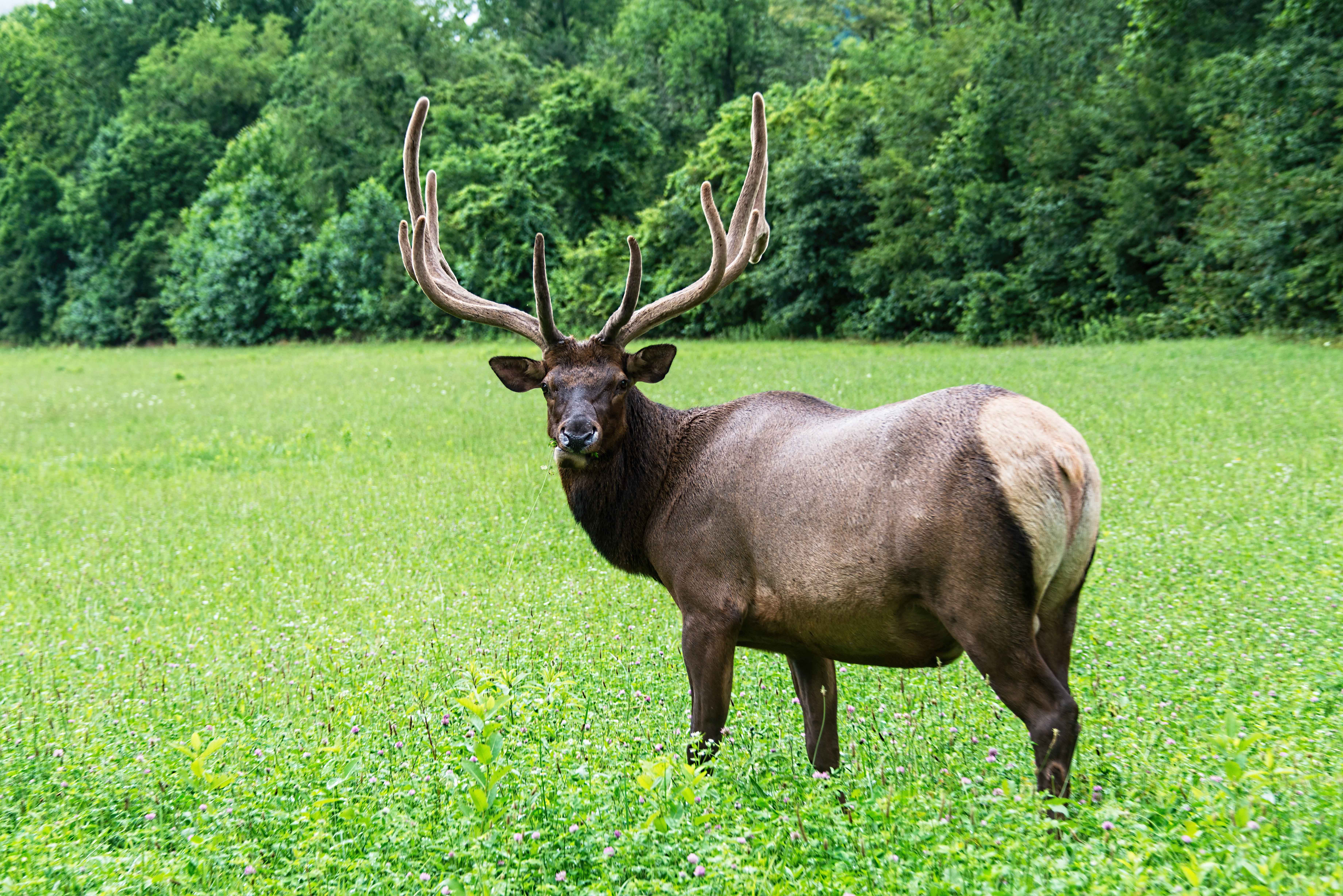 male-elk-in-great-smoky-mountains.jpg