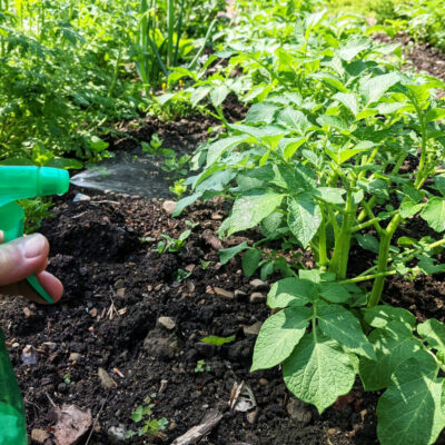 A Mid-Summer Foliar Spray for Fertilization and Pest Control