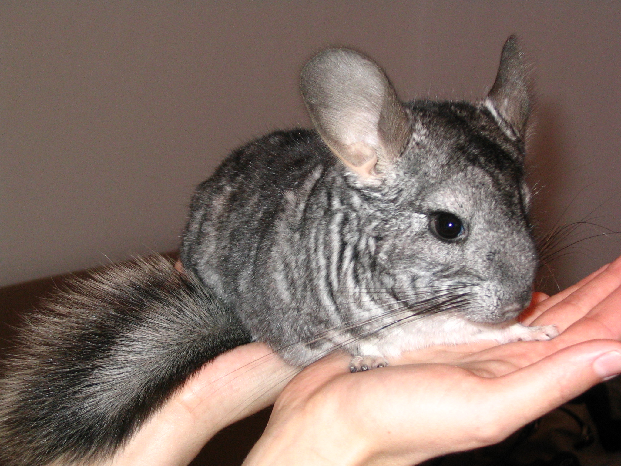 Chinchilla_01.jpg