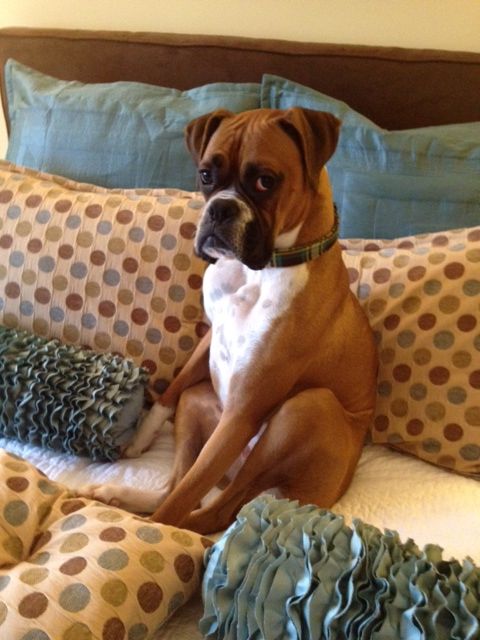 boxer-dog-sitting-on-bed.jpg