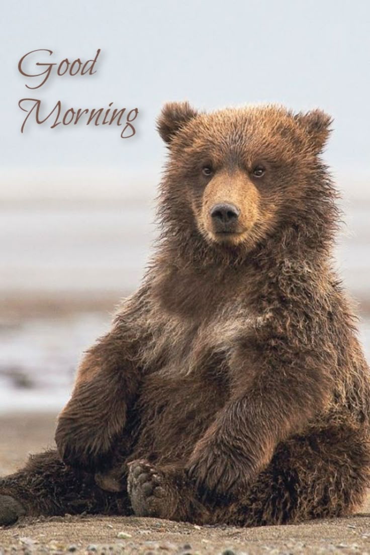 This may contain: a brown bear sitting on top of a sandy beach next to the ocean and words good morning