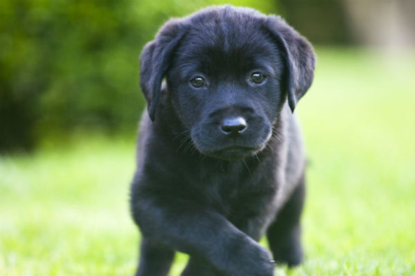 lab_puppy_dog_pictures.jpg