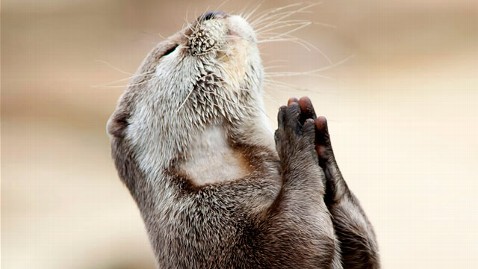 zm_praying_otter_jp_120217_wblog.jpg