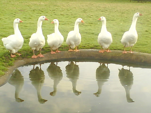 6geese.jpg
