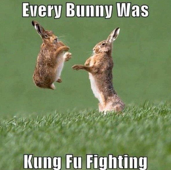 every-bunny-was-kung-fu-fighting.jpg