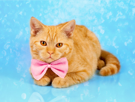 34575952-portrait-of-cute-red-cat-wearing-bow-tie-on-shine-blue-background.jpg