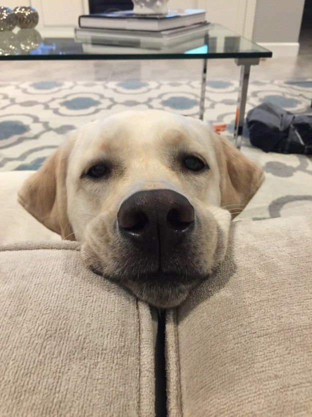 labrador-face-pics-eyes.jpg