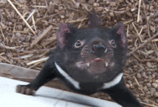 tumblr_nr8hn48rs81qfthy3o1_250.gif