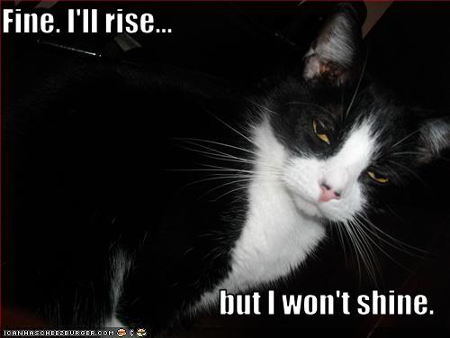 funny-pictures-your-cat-rises-but-will-not-shine1.jpg