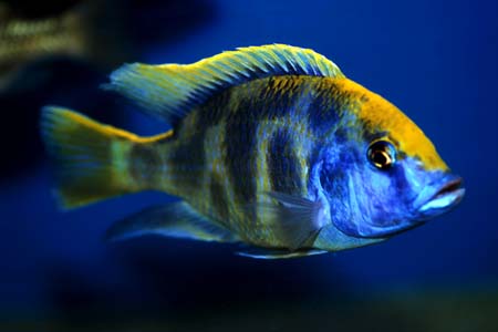 nimbochromis_venustus_adult_1.jpg