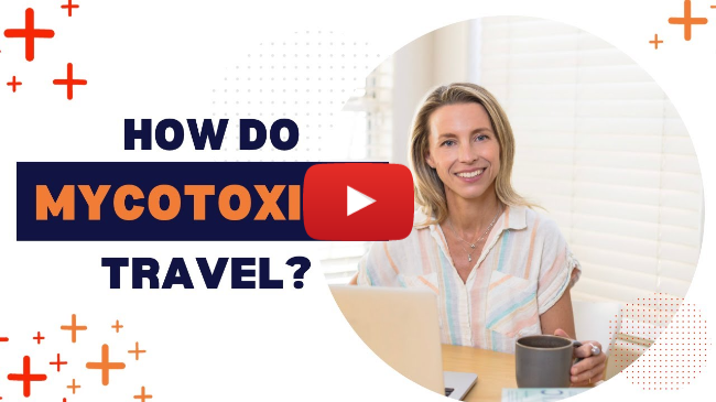 How Do Mycotoxins Travel?