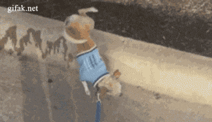 2012s_most_bizarre_gifs_15.gif