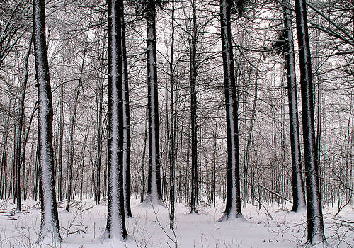 invierno-bialowieza.jpg