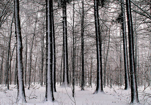 invierno-bialowieza.jpg